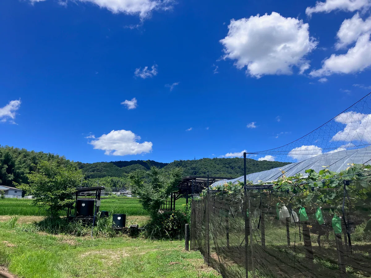 青空と山に囲まれたDeai Orchardの農園