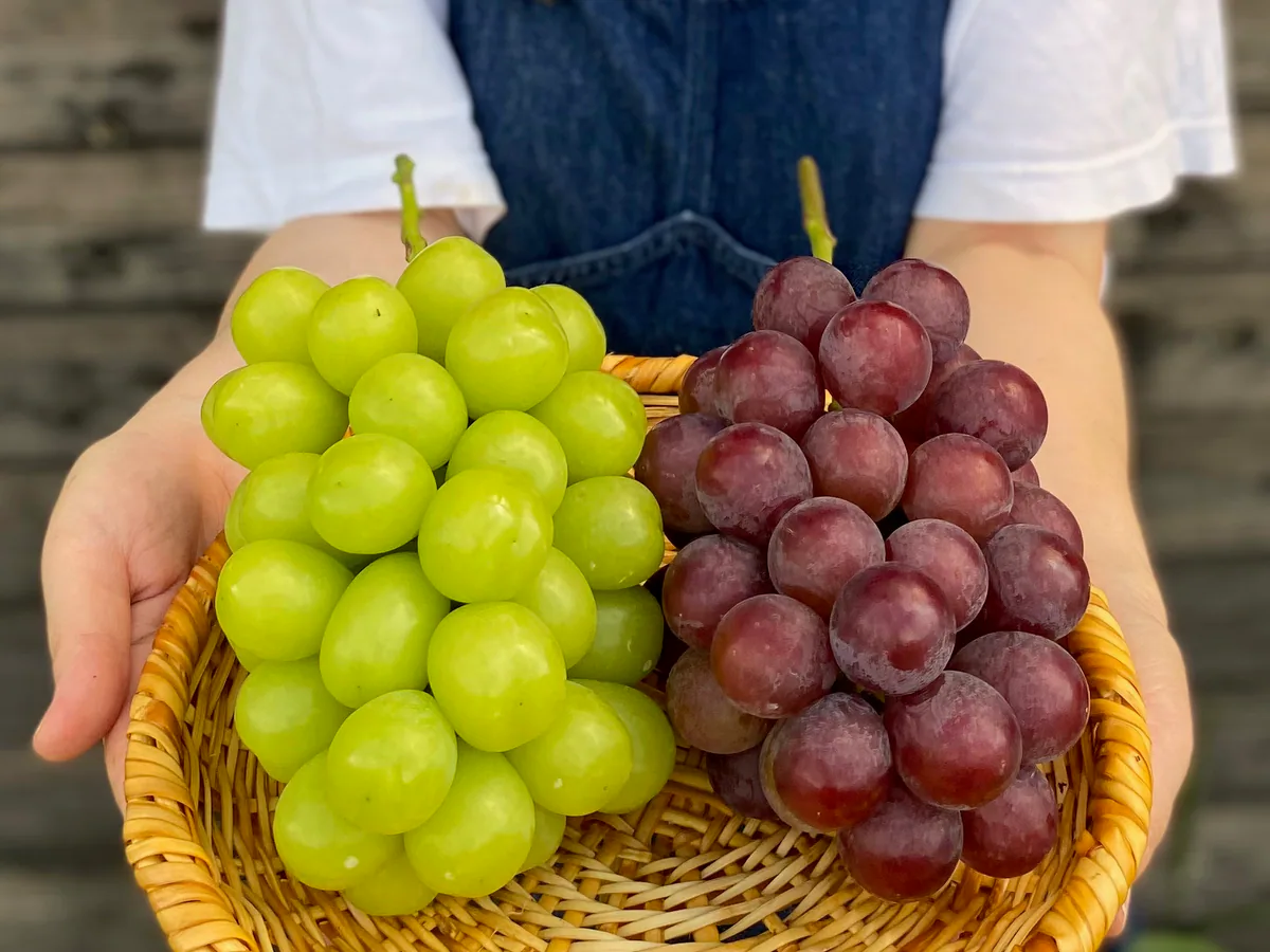 収穫したブドウを入れたかごを手に持つ様子
